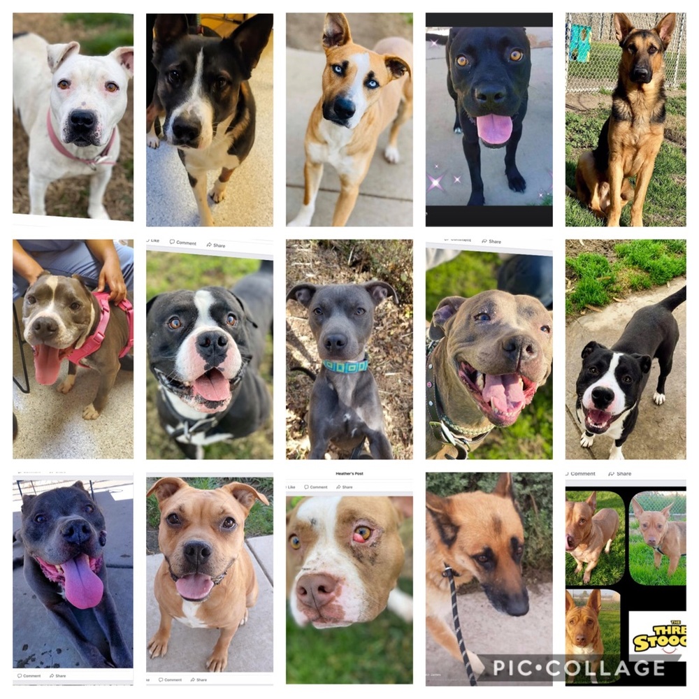 Your Purchases save lives!